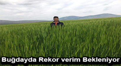 Yağışlar Çiftçinin Yüzünü Güldürdü