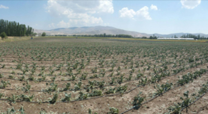 20 Dakikalık Dolu, Tarım Alanlarına Zarar Verdi