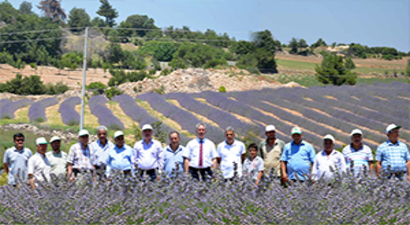 Tıbbi ve Aromatik Bitkiler Hasat Günü