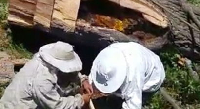 Arıcıların Milyonda Bir Görebileceği Olay