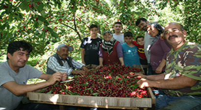 Dünyaca Ünlü Kiraz`ın Hasadı Bitiyor