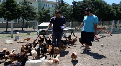 Eğitimden Sonra Organik Hayvancılık ve Tarım Yapmak İstiyorlar