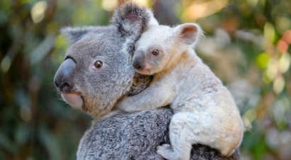 Beyaz Koala Heyecanı