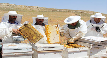 Toroslar`ın `Bal Avcıları`