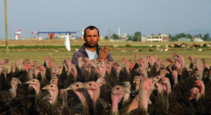 Memleket Hasreti Çiftlik Sahibi Yaptı