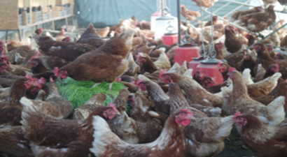 Kanatlı Sektörü Türkiye İçin Örnek Oldu