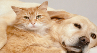 Kedi ve Köpeklere Kimlik Zorunluluğu Geldi