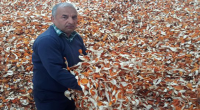 Narenciye Üreticisinin Yeni Umudu Portakal Kabuğu