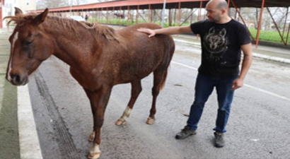 Aç Kalan At Plastik ve Taş Yemiş