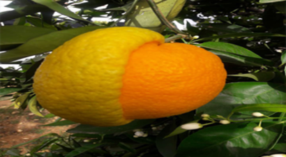 Limon mu? Portakal mı?... Görenleri Hayrete Düşürdü