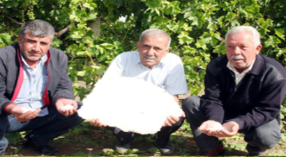 Üzüm Bağları Doludan Zarar Gördü