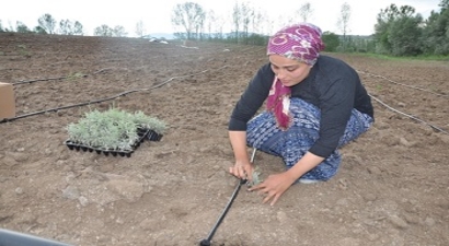Doğu Karadeniz`de Bir İlk !