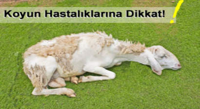 Küçükbaş Hayvanlarda Görülen 5 Ölümcül Hastalık!