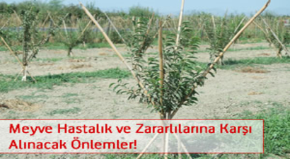 Bu Haberden Sonra Hastalık Zararlılardan Korkmayacaksınız!