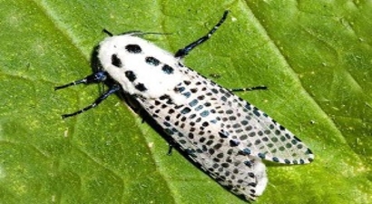 AĞAÇ SARIKURDU (Zeuzera pyrina)