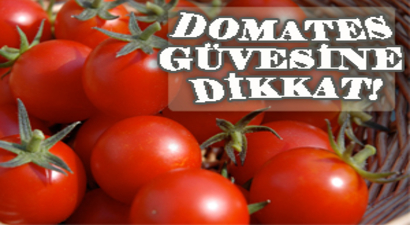 DOMATES GÜVESİ (Tuta absoluta)