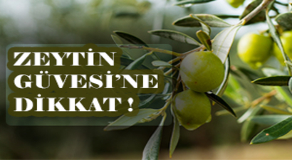 ZEYTİN GÜVESİ (Prays oleae)