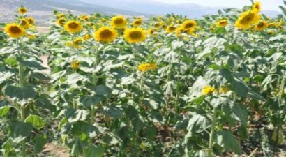 Ayçiçeğini `Köse` vurdu