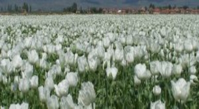 Haşhaş tohumunda ihracat krizi çözüldü
