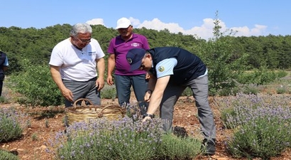 Bakan Pakdemirli`den, Muğla`da lavanta hasadı