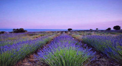 Türkiye`nin en büyük adası `lavanta` kokacak