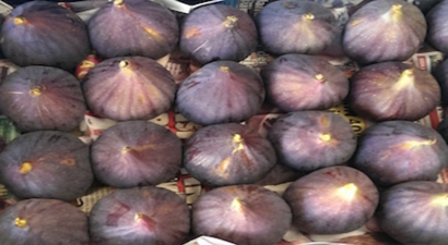 Krallara layık siyah incirde ihracat zamanı