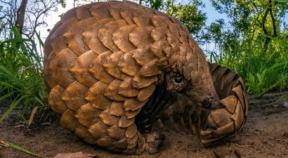 Pangolin Pulu Kaçakçıları İstanbul`da yakayı ele verdi