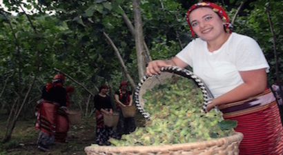 Fındıkta `erken hasat` uyarısı
