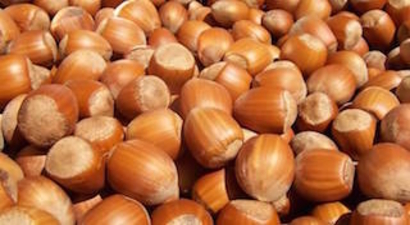 Fındık üreticisine Fiskobirlik sözü