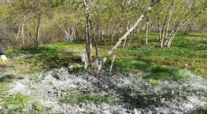 Fındıkta küllemeye `Ünye` çözümü