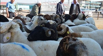 Yerli ve milli kurbanlık