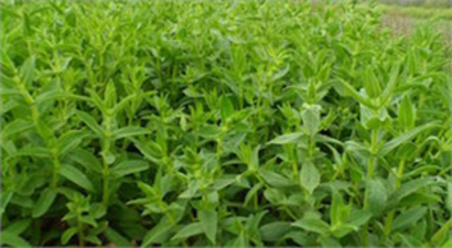 ÇİFTÇİ TIBBİ AROMATİK BİTKİLERİ KEŞFETTİ