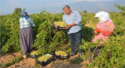 Islahiye Ovası`nda üzüm hasadı