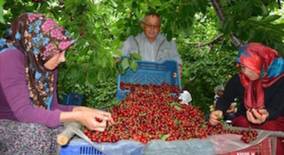 Güney Kore, Türk kirazıyla tanışıyor