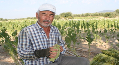 EGE`NİN SON TÜTÜNCÜLERİ İŞ BAŞINDA