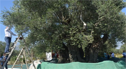 HASAT DÜNYANIN EN YAŞLI ZEYTİN AĞACI`NDAN BAŞLADI