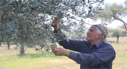 LİTRESİ 100 BİN LİRAYA ZEYTİNYAĞI