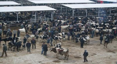 Koronavirüs Nedeni İle İl Genelinde Hayvan Pazarları Kapandı