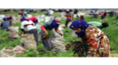 Mevsimlik Tarım İşçileri İçin `Koronavirüs` Tedbiri