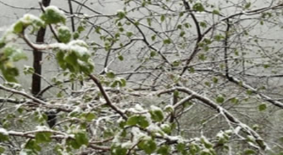Fındıkta Tarım Sigortası Başvurusu Uzatıldı