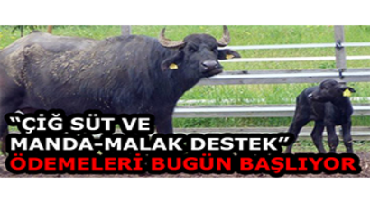 `Çiğ Süt ve Manda-Malak Destek` Ödemeleri Bugün Başlıyor