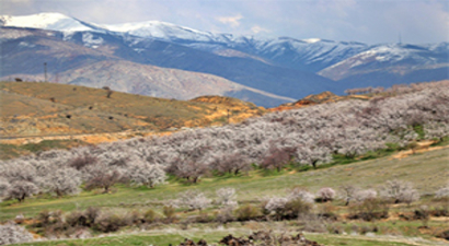 Elazığ`da Kayısı Rekoltesinde Artış Bekleniyor