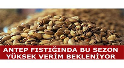Antep Fıstığında Bu Sezon Yüksek Verim Bekleniyor