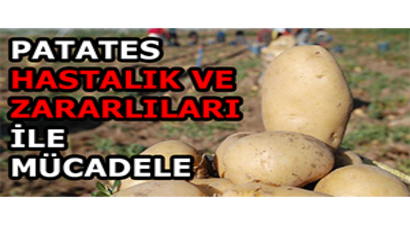 Önemli Patates Hastalık ve Zararlıları İle Mücadele