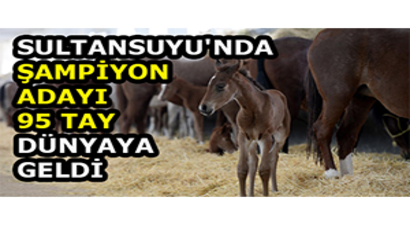 Sultansuyu`nda Şampiyon Adayı 95 Tay Dünyaya Geldi