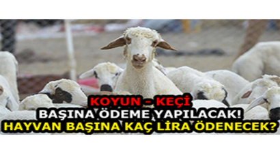 Koyun - Keçi Başına Ödeme Yapılacak! Hayvan Başına Kaç Lira Ödenecek?