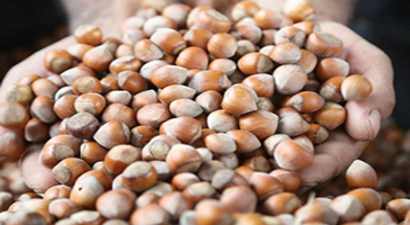 Ulusal Fındık Çalıştayı Ertelendi