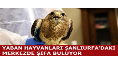 Yaban Hayvanları Şanlıurfa`daki Merkezde Şifa Buluyor