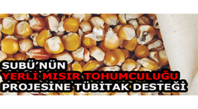 SUBÜ`nün Yerli Mısır Tohumculuğu Projesine TÜBİTAK Desteği