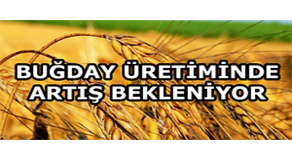 Buğday Üretiminde Artış Bekleniyor